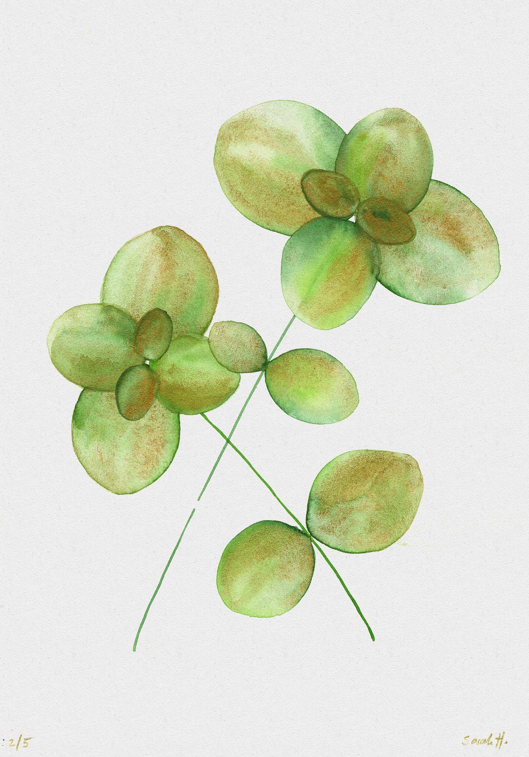 Basil Serie Basil 2/5