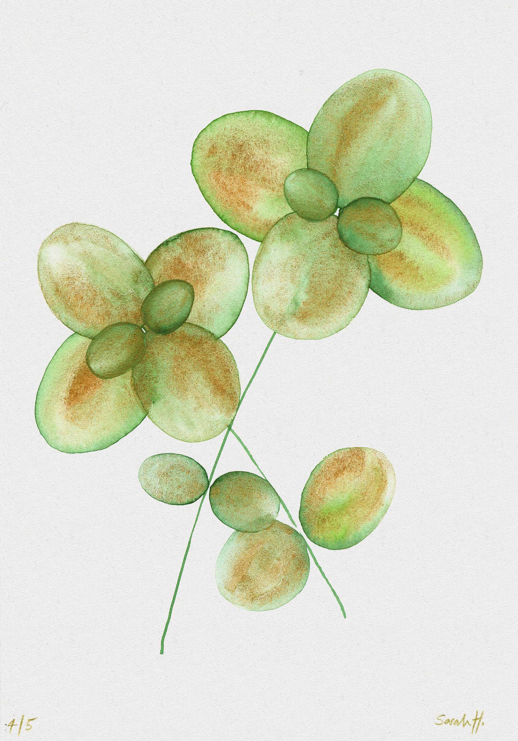 Basil Serie Basil 4/5