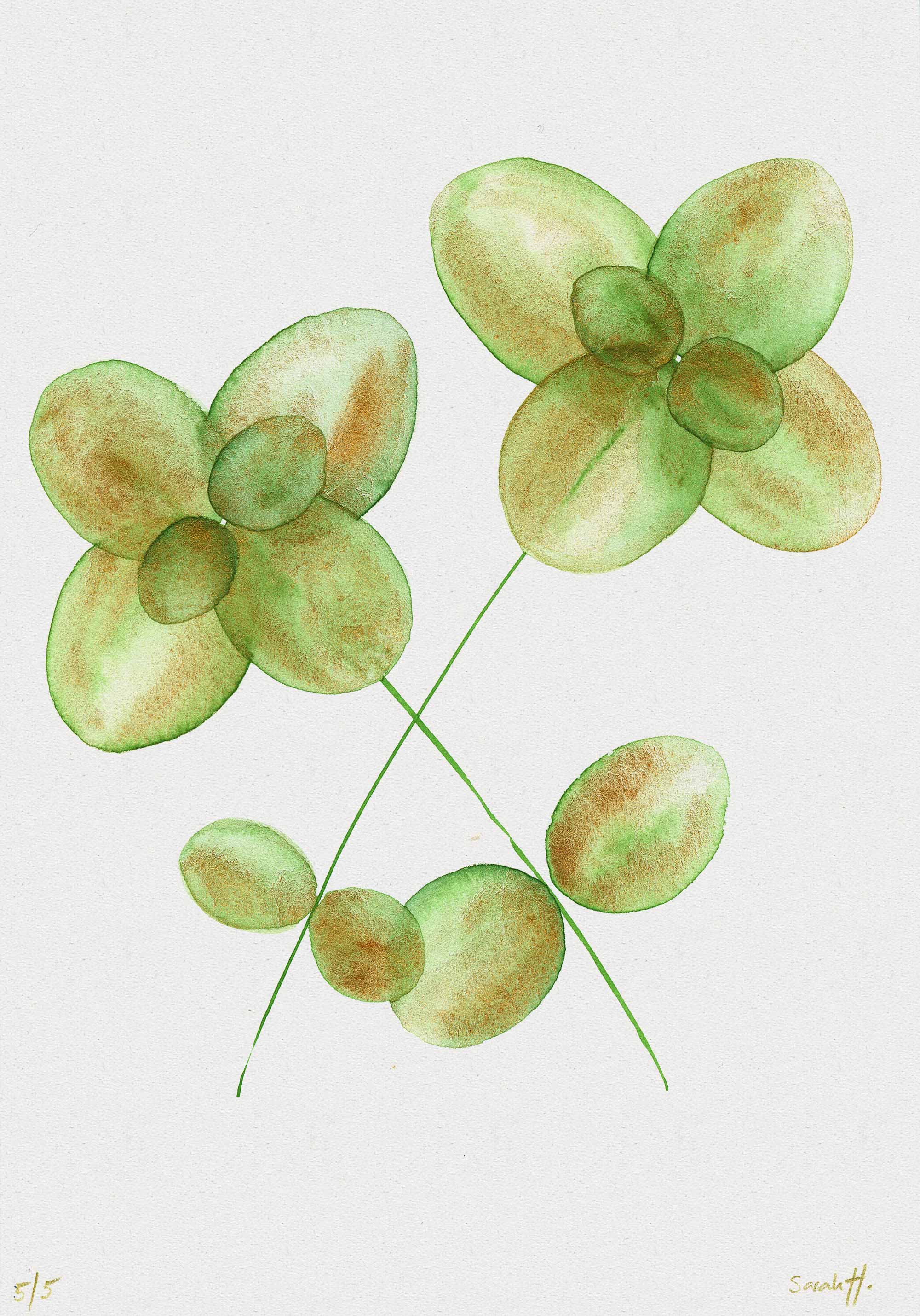 Basil Serie Basil 5/5