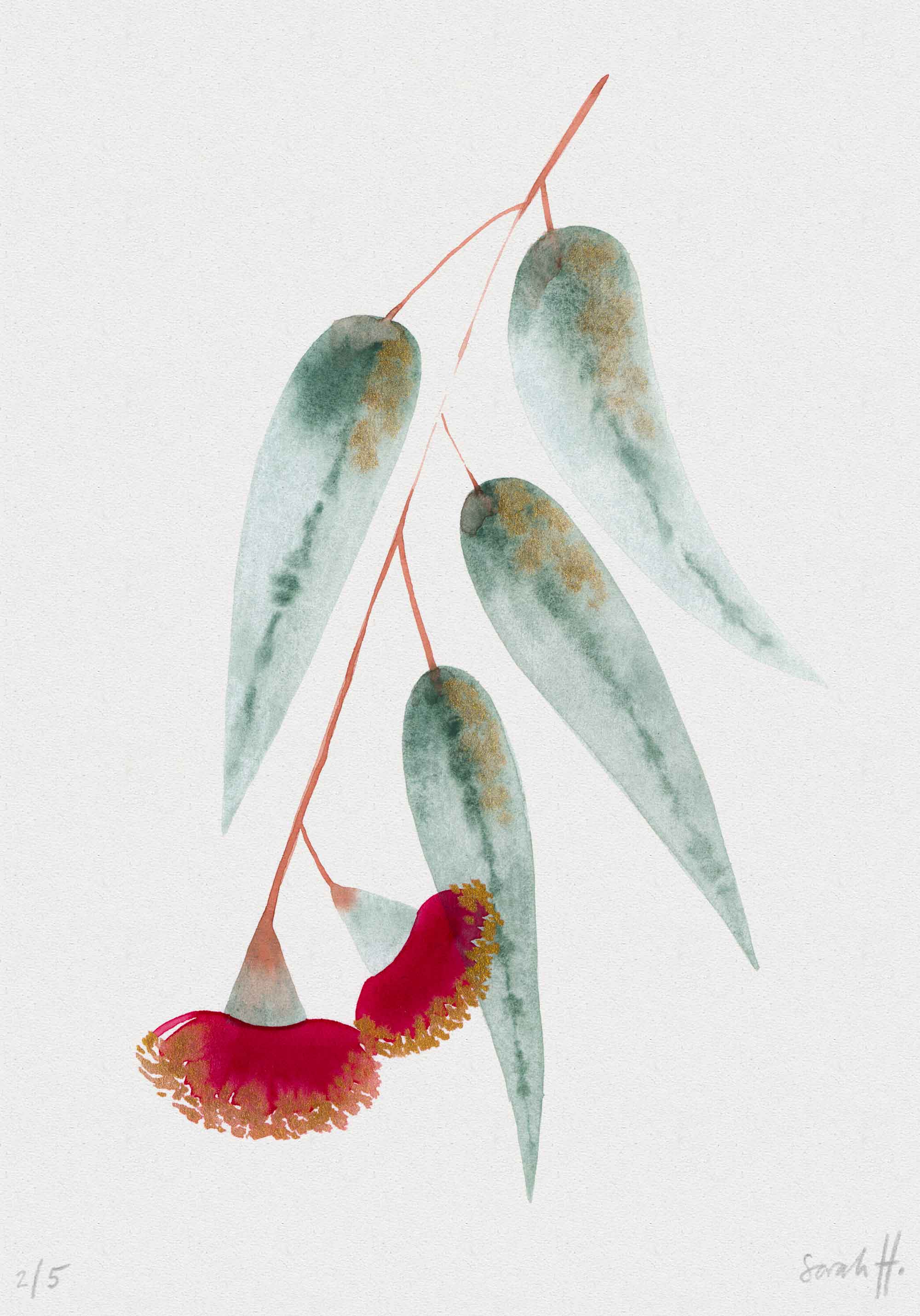 Eucalypt Serie Eucalypt 2/5