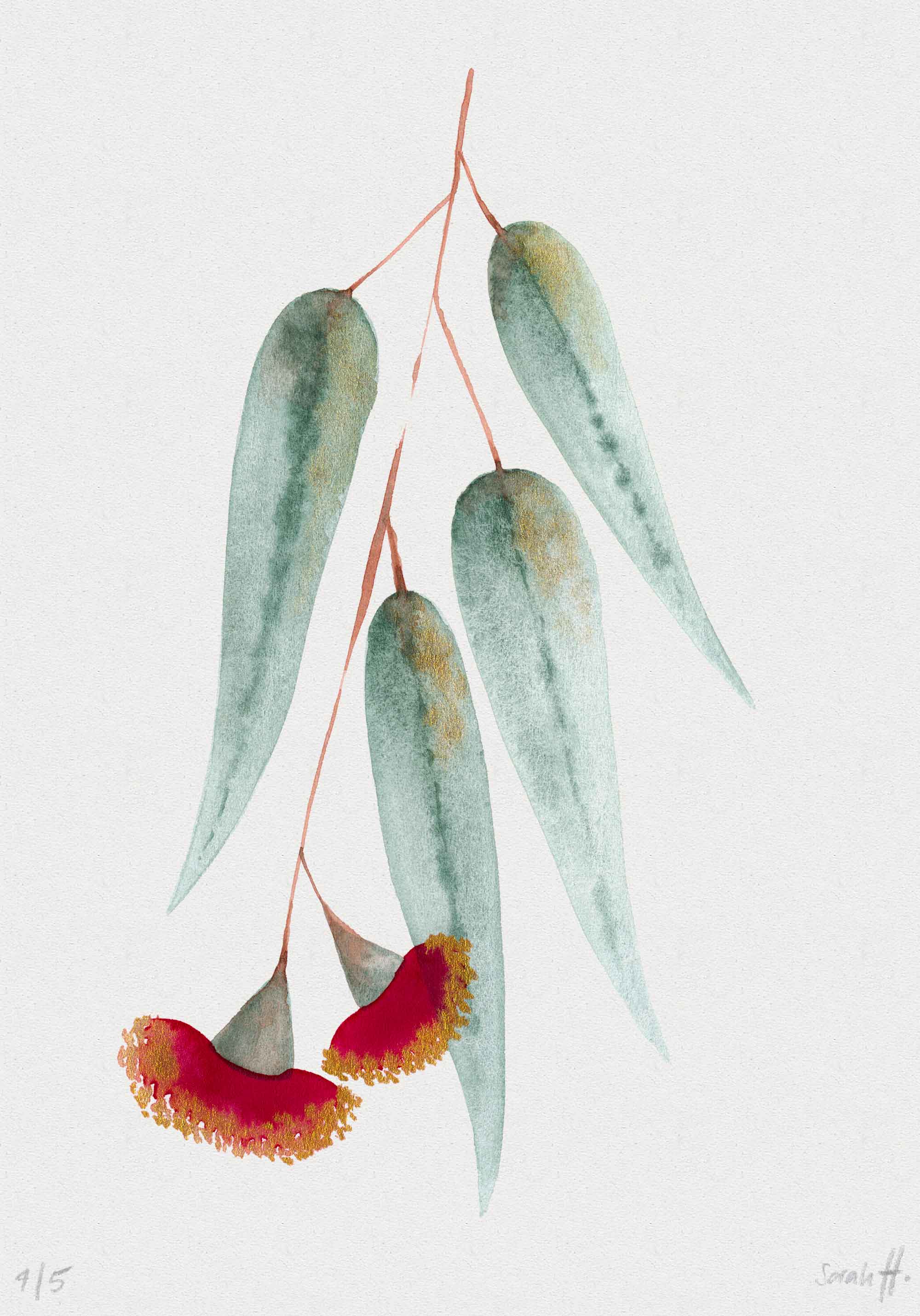 Eucalypt Serie Eucalypt 4/5