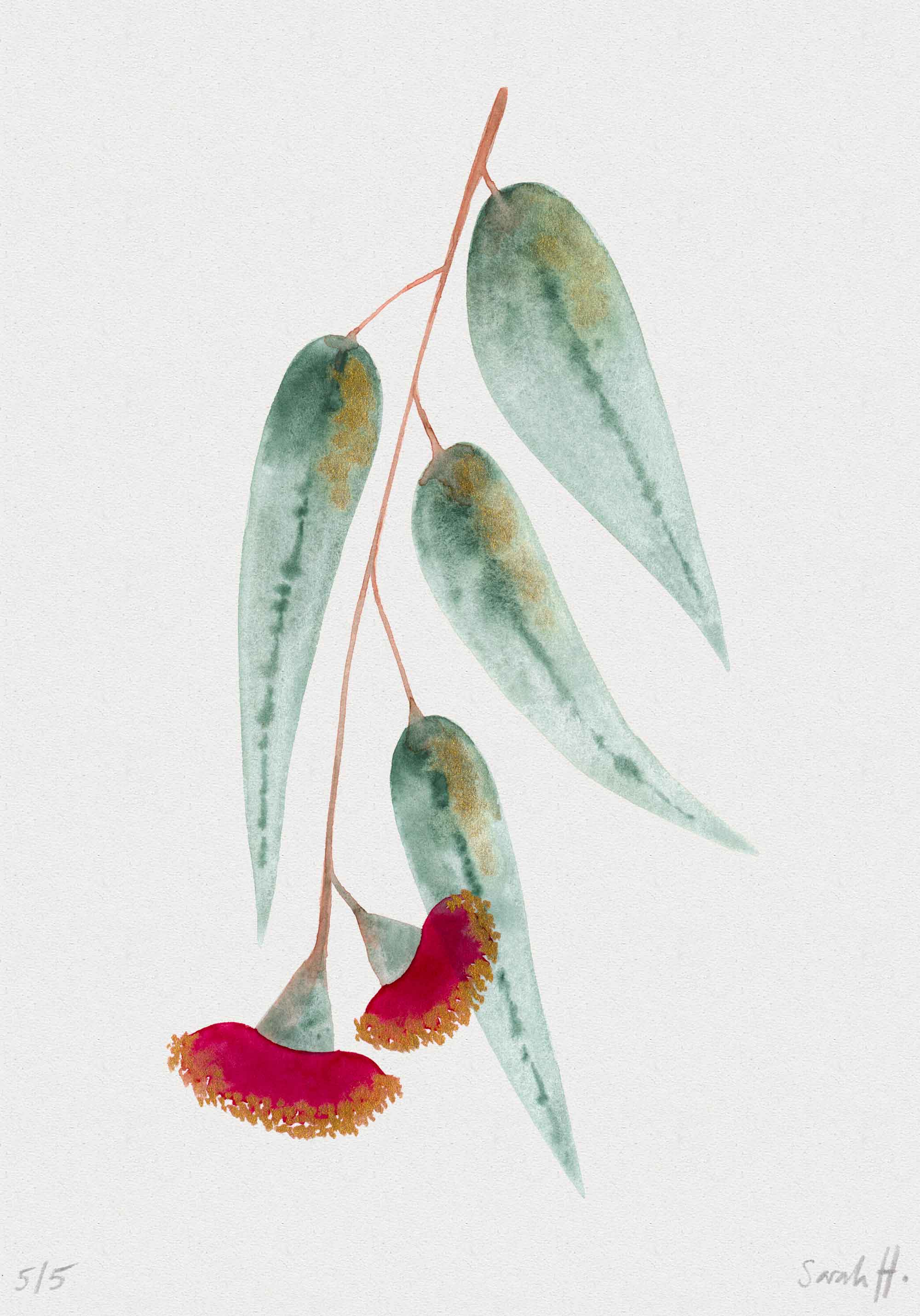 Eucalypt Serie Eucalypt 5/5